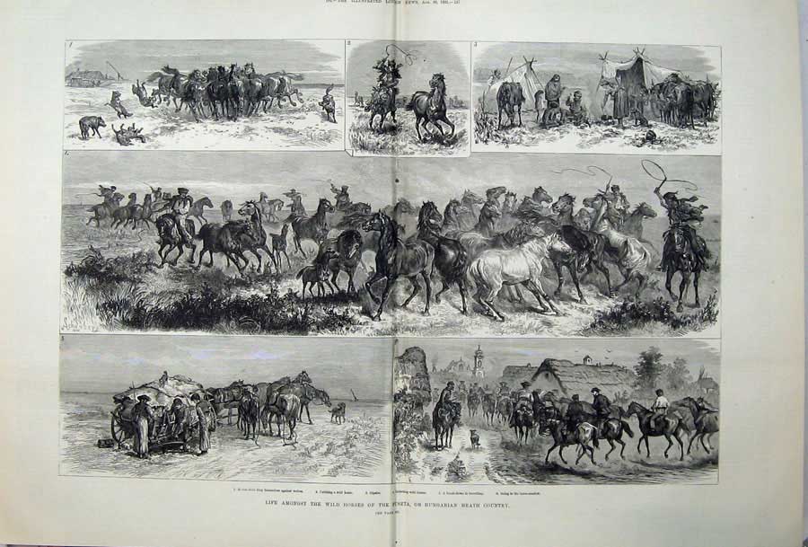 Original Old Antique Print 1881 Wild Horses Puszta Hungarian Heath Country Art