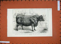 Old Antique Print 1881 Smithfield Club Cattle Show Scotch Polled Heifer 19th