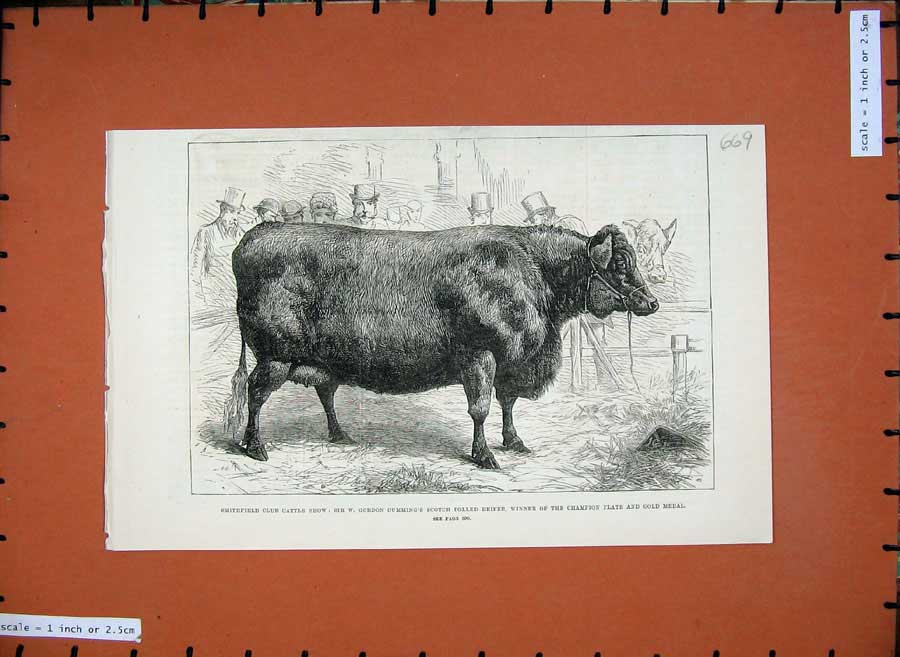 Old Antique Print 1881 Smithfield Club Cattle Show Scotch Polled Heifer 19th