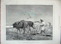 Old Antique Print 1882 Egypt Cattle Ploughing Farming Field Birds Farmer 19th