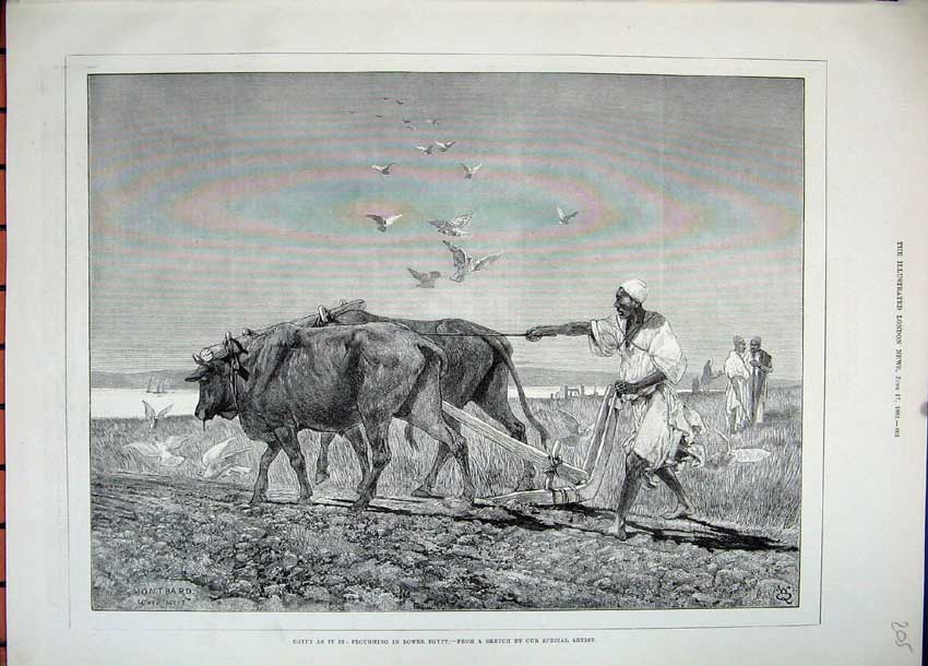 Old Antique Print 1882 Egypt Cattle Ploughing Farming Field Birds Farmer 19th