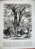 Original Old Antique Print 1882 Olive Gathering Mentone Donkey Basket Trees