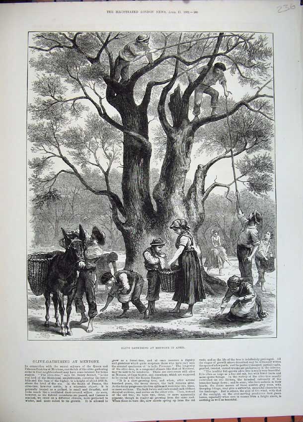 Original Old Antique Print 1882 Olive Gathering Mentone Donkey Basket Trees