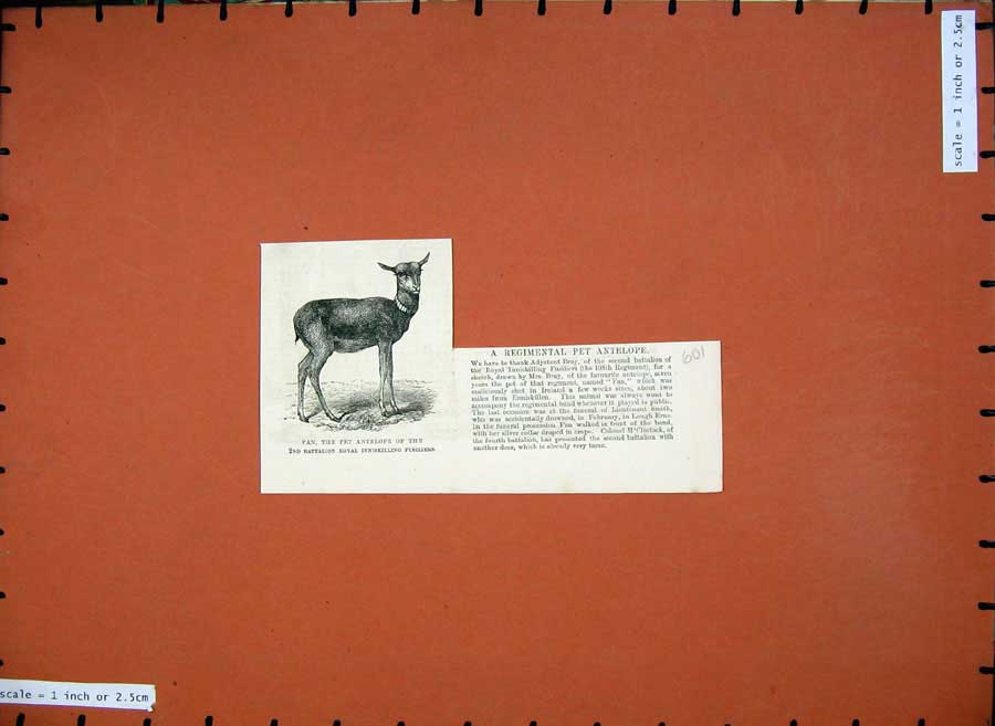 Old Antique Print 1882 Regimental Pet Antelope Fan Inniskilling Fusiliers 19th