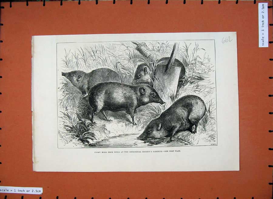 Original Old Antique Print 1882 Pigmy Hogs India Zoological Society Gardens