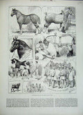 Original Old Antique Print Cart Horse Show Agricultural Hall 1883 Walter Gilbey