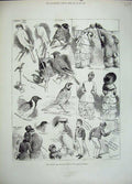 Old Antique Print 1883 Canary Cage Bird Show Crystal Palace Canary Parrot 19th