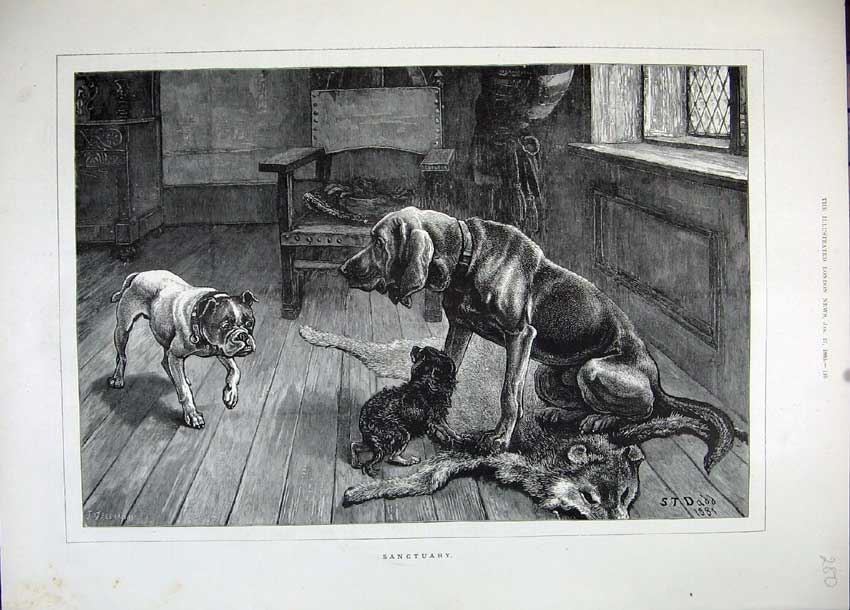 Original Old Antique Print 1883 Dadd Fine Art Puppy Dogs Fox Fur Animals 19th