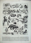 Original Old Antique Print 1883 Kennel Club Dog Show Crystal Palace Puppies