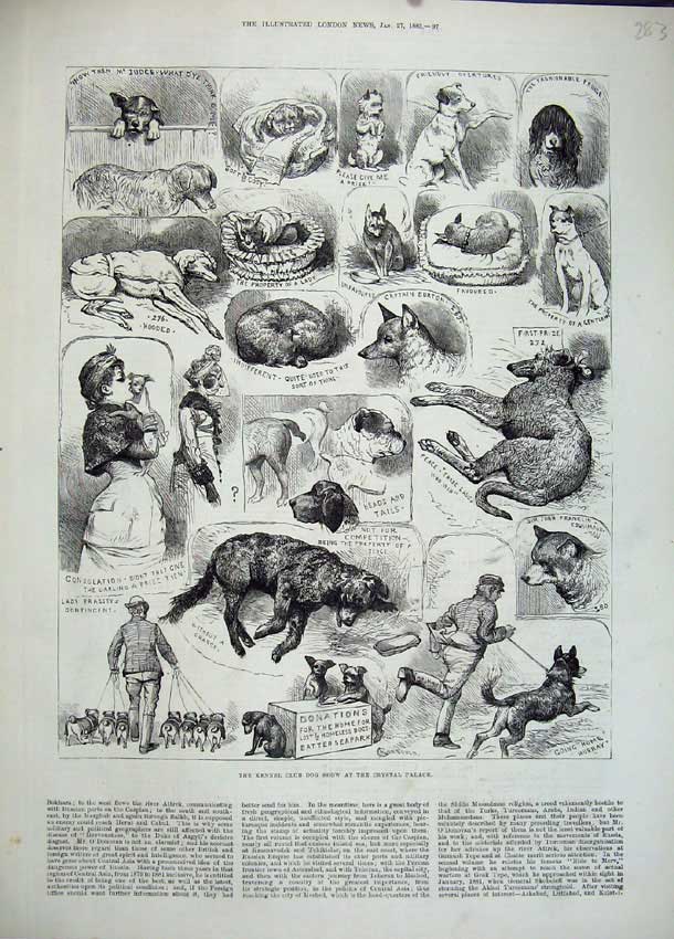 Original Old Antique Print 1883 Kennel Club Dog Show Crystal Palace Puppies