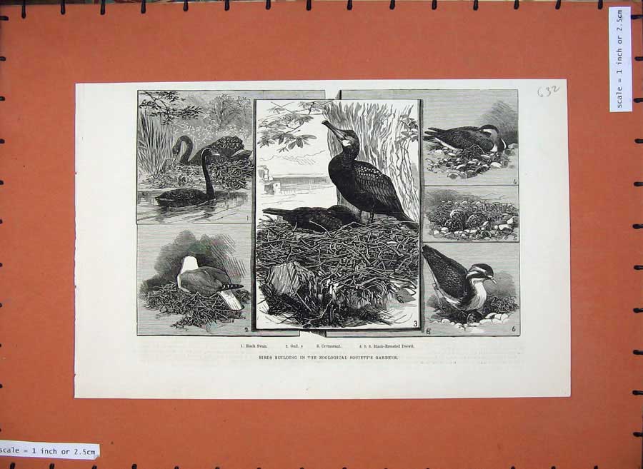 Original Old Antique Print 1883 Birds Zoological Gardens Black Swan Gull Peewit