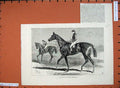 Old Antique Print Horse Racing Sport 1883 Blaise Winner Derby Johnstone 19th