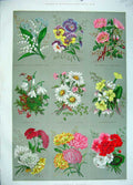 Original Old Antique Print 1883 Colour Flowers Christmas Cards Nature Art 19th