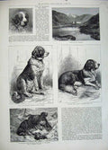 Old Antique Print 1883 St Bernard Dog Show Leila Hospice Traveller Snow 19th
