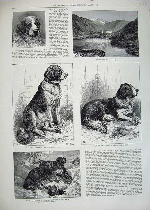 Old Antique Print 1883 St Bernard Dog Show Leila Hospice Traveller Snow 19th