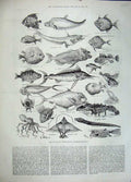 Original Old Antique Print 1883 Fish International Fisheries Exhibition Lobster