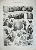 Old Antique Print 1883 Apple Congress Chiswick Lord Derby Fruit Cats Head 19th