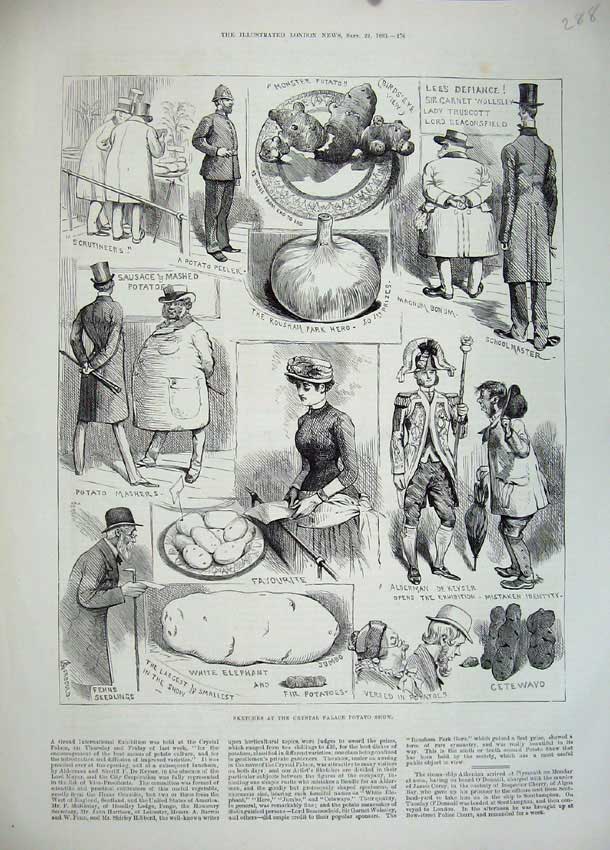 Old Antique Print 1883 Crystal Palace Potato Show Alderman Cetewayo Fir 19th