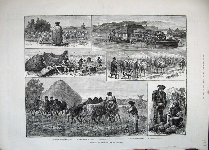 Original Old Antique Print 1883 Peasant Life Hungary Shepherd Sheep Oxen Horses