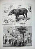 Old Antique Print 1883 Reptile Babiroussa Zoological Society Gardens Art 19th