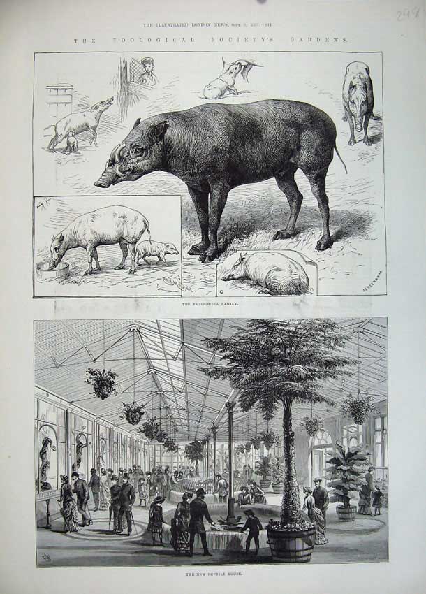 Old Antique Print 1883 Reptile Babiroussa Zoological Society Gardens Art 19th