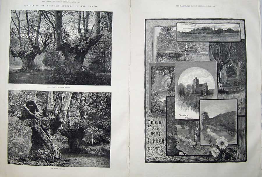 Old Antique Print Burnham Beeches 1883 Elder Tree Church Maidenhead Art 19th