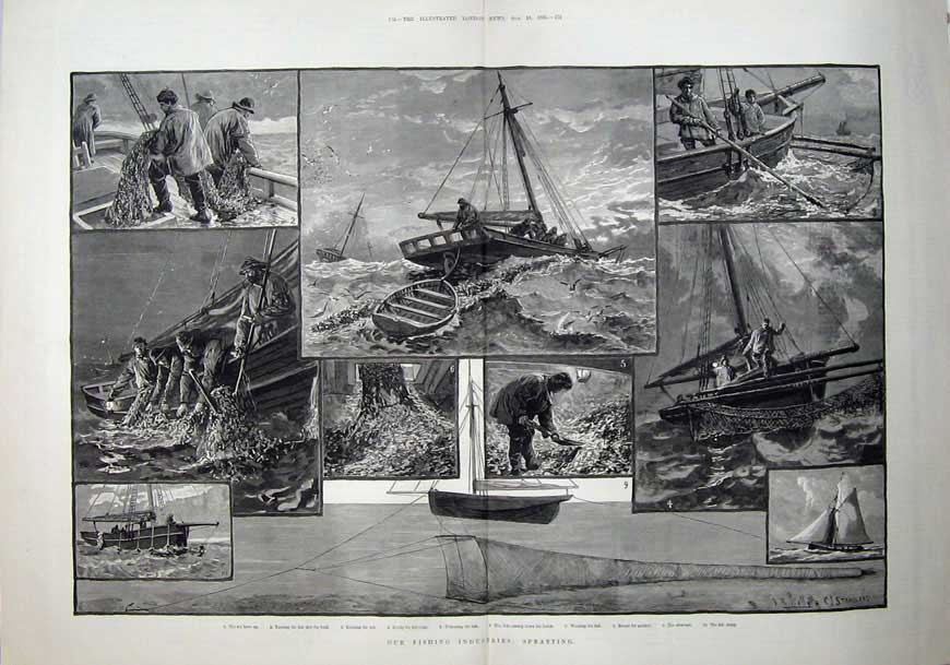 Antique Old Print 1883 Fishing Industries Spratting Fish Net Boat Sea Art 19th