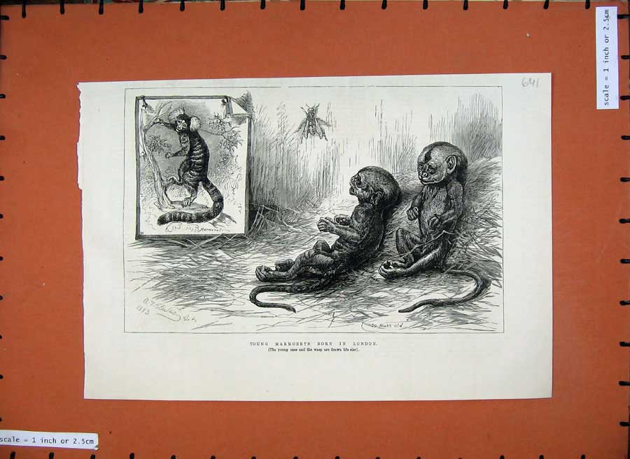 Original Old Antique Print 1883 Young Marmozets London Animals Fine Art 19th