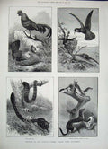 Old Antique Print 1884 History Museum Kensington Stoats Bird Snake Fowl 19th