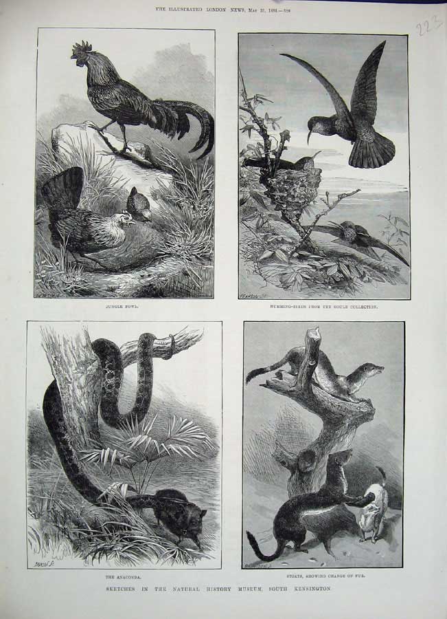 Old Antique Print 1884 History Museum Kensington Stoats Bird Snake Fowl 19th