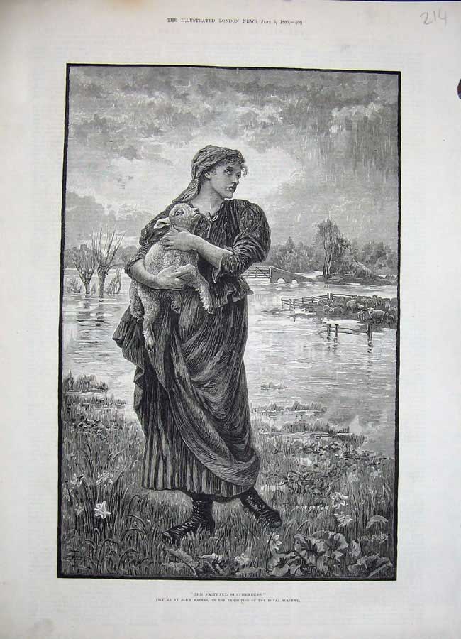Original Old Antique Print 1886 Portrait Shepherdess Lady Sheep Country 19th