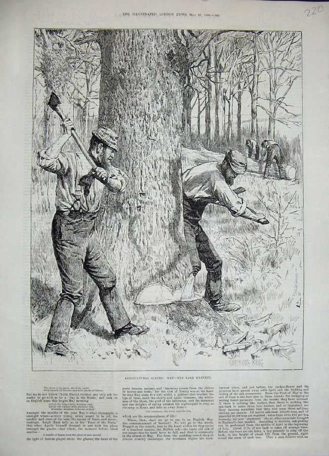 Old Antique Print 1886 Agricultural Scenes May Bark Harvest Farming Men 19th