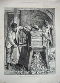 Original Old Antique Print 1886 Agricultural Cutting Swedes Winter Food Farming