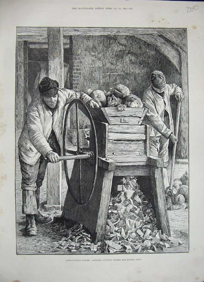 Original Old Antique Print 1886 Agricultural Cutting Swedes Winter Food Farming