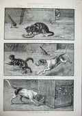 Original Old Antique Print 1886 Dadd Fine Art Puppy Dogs Cats Bird Cage Animals