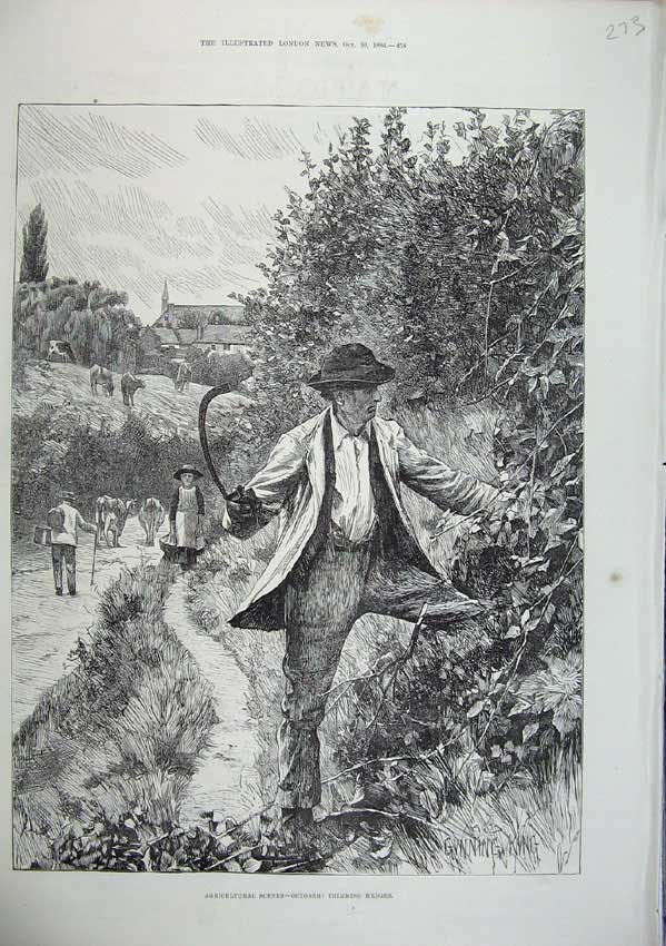 Old Antique Print 1886 Agricultural October Man Trimming Hedges Country 19th