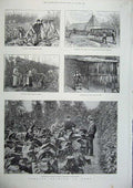 Original Old Antique Print 1886 Tobacco Growing Kent Plants Leaf Sharsted Court