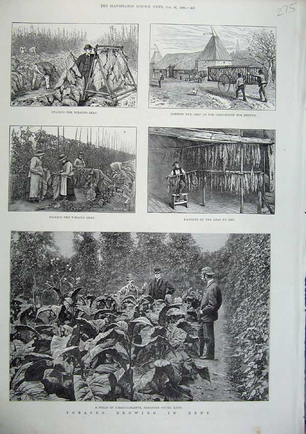 Original Old Antique Print 1886 Tobacco Growing Kent Plants Leaf Sharsted Court