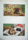 Original Old Antique Print 1886 Colour Farmyard Dog Pig Chickens Cat Dadd 19th