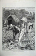 Original Old Antique Print 1886 Agricultural July Strawberry Gathering Farming