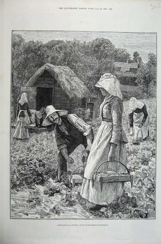 Original Old Antique Print 1886 Agricultural July Strawberry Gathering Farming