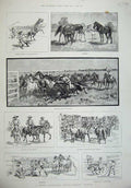 Original Old Antique Print 1887 South Australia Horse Breading Station Branding