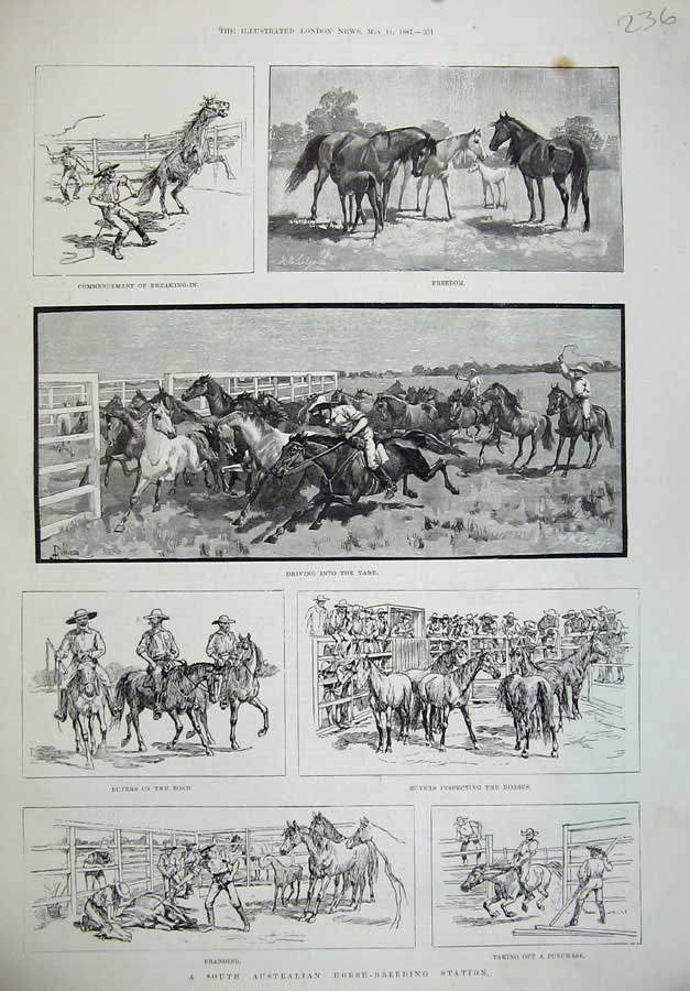 Original Old Antique Print 1887 South Australia Horse Breading Station Branding