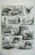 Original Old Antique Print 1887 Hunting Gaour Indian Bison Shikaree Men Sport