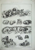 Old Antique Print 1887 Kennel Club Dog Show Crystal Palace Pets Animals 19th