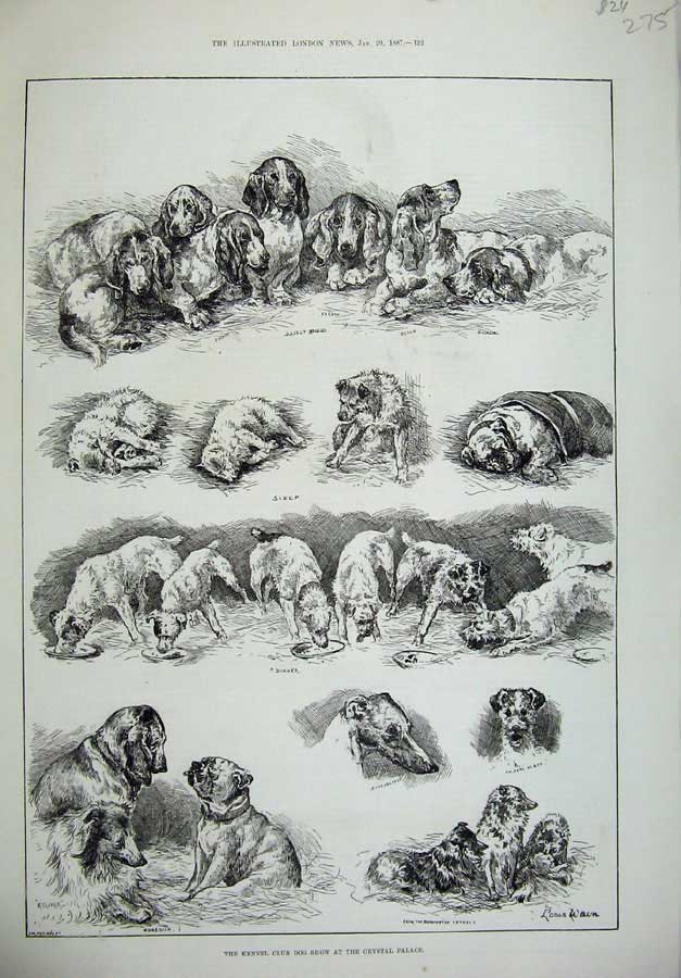 Old Antique Print 1887 Kennel Club Dog Show Crystal Palace Pets Animals 19th