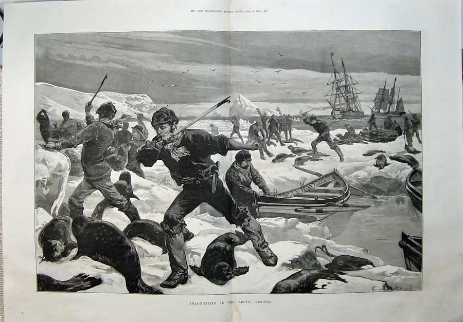 Antique Old Print 1887 Seal Hunting Arctic Regions Ice Men Ships Fine Art 19th