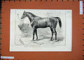 Original Old Antique Print 1887 Brentnall Prescription Thoroughbred Horse Sport
