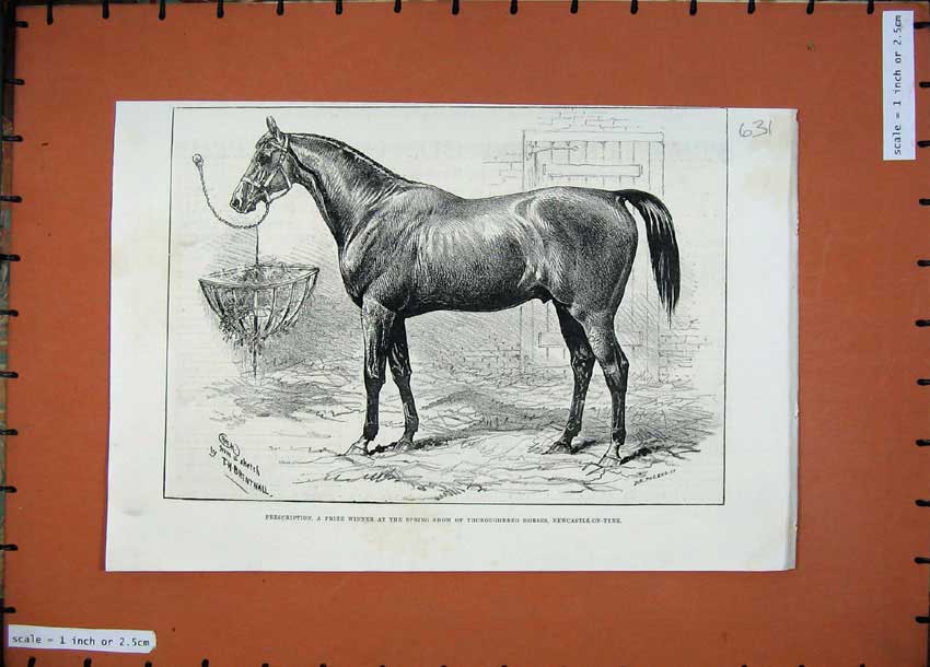Original Old Antique Print 1887 Brentnall Prescription Thoroughbred Horse Sport