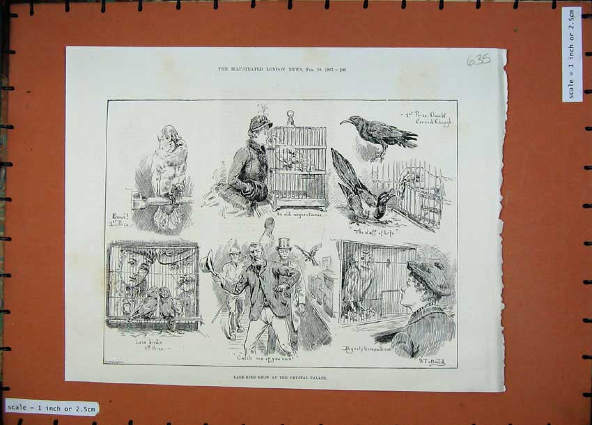 Original Old Antique Print 1887 Cage Bird Show Crystal Palace Animals Dadd 19th
